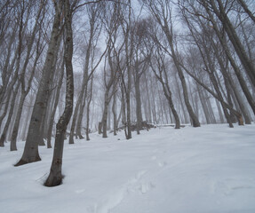 Bieszczady National Park in winter. Snow-covered slopes of Polonina Wetlińska.