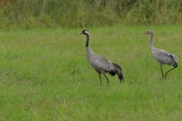Obraz na płótnie Canvas grey crowned crane in the wild