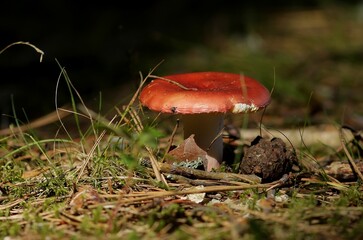 mushroom in the forest