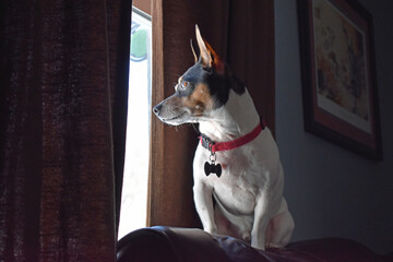 Teddy Roosevelt Rat Terrier gazing out the window
