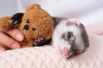Ferret pet with teddy bear sleep on a white background, isolated.