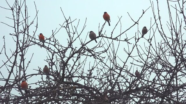 GIMPEL . BULLFINCH . Pyrrhula pyrrhula