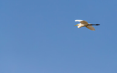 Greater Egret in flight on wet land