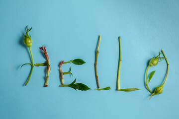 Hello text. Pattern of twigs and flower buds on a blue background. Spring and nature concept.