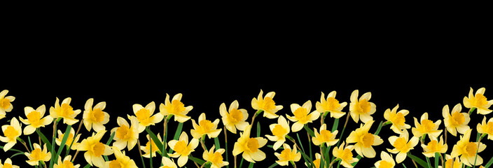 Yellow narcissus flowers, border, isolated on black background.