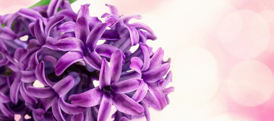 Purple or violet hyacinth flower on abstract background. Selective focus, close-up, macrophotography
