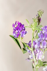 (Medicago Sativa) Purple Alfalfa flowers during spring, Cape Town, South Africa
