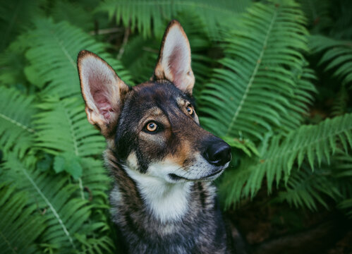 Tamaskan