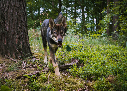 Tamaskan