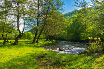 Fototapeta na wymiar source of Turiya river in spring. beautiful nature landscape in the valley. countryside scenery with trees along the stream in morning light