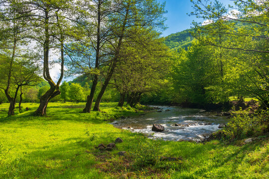 source of Turiya river in spring. beautiful nature landscape in the valley. countryside scenery with trees along the stream in morning light