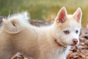 pomsky dog