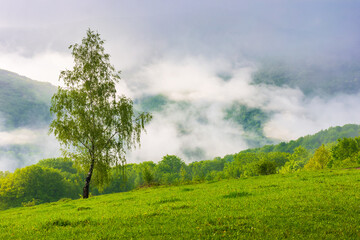 Fototapeta na wymiar mountainous countryside at foggy sunrise. wonderful nature scenery in spring with deciduous trees on grassy hills. mist above the rolling hills and valley beneath a cloudy sky
