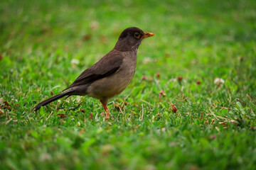 Bird resting on the grass in the park