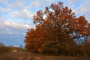 Trees in autumn foliage near a dirt road
