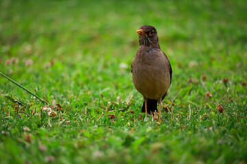 Bird resting on the grass in the park