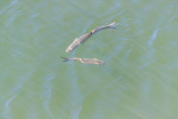 Beautiful nature backgrounds. Couple of fishes in turquoise - transparent sea water.  