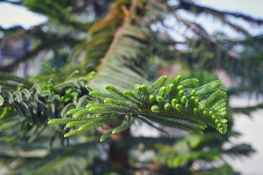 Lush Green Foliages Of Araucaria Heterophylla, Commonly Known As Norfolk Island Pine. A Species Of Conifer (cone Bearing Seed Plants) And Often Grown As Houseplant.