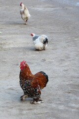 miniature rooster and chicken walking around the farm