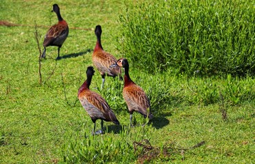 The beauty of White-faced whistling duck birds in their natural habitat in Rio Grande do Sul, Brazil.