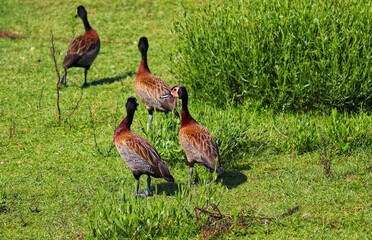 The beauty of White-faced whistling duck birds in their natural habitat in Rio Grande do Sul,...