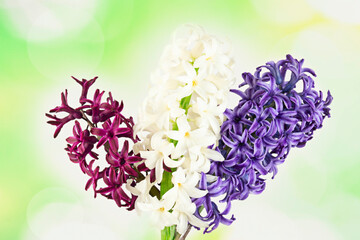 Obraz premium Three hyacinth flowers on an abstract green background. Selective focus, close-up.