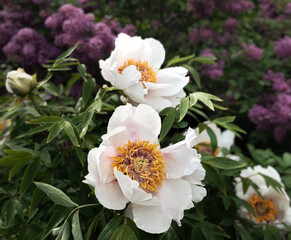 Blooming lilacs and treelike white peonies on a spring sunny day in the garden