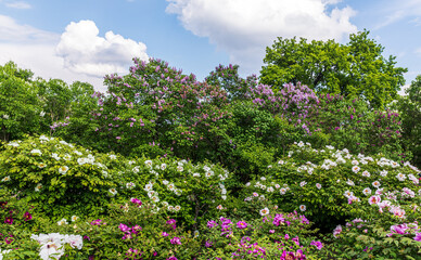 blooming lilacs and tree peonies