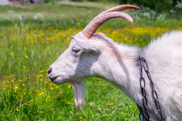 Fototapeta premium Goat profile. A domestic goat on a chain. Grazing in the meadow.