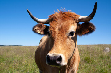 Vache de l'Aubrac