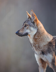 Tschechoslowakischer Wolfshund