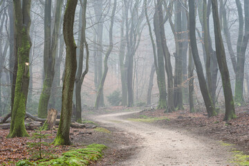 Foggy day in the forest in The Netherlands, Speulderbos Veluwe.