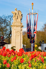 Red tulips blossom in the Buckingham Palace Memorial Gardens