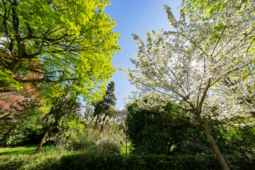 Fototapeta premium Sunny view of the beautiful Kyoto Garden