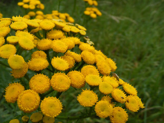 Tansy (in Latin: Tanacetum vulgare) is a poisonous perennial herbaceous flowering plant. The yellow blossoms of a floret head in a close-up of macro view. Shallow depth of field scene photo.