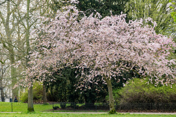 Cherry Tree Blossm in the Hyde Park