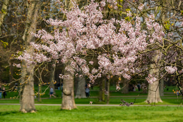 Cherry Tree Blossm in the Hyde Park