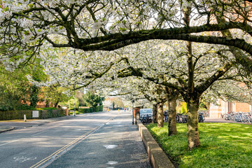 Cherry Blossm around the famous Cambridge University