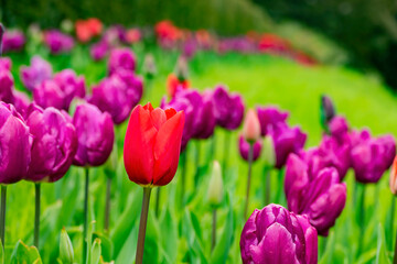 Close up shot of colorful tulip blossom in Hyde Park