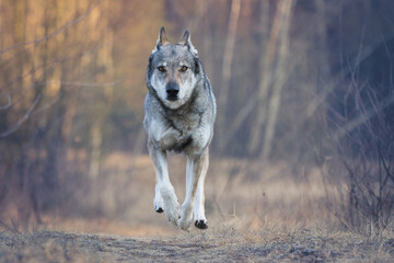 Tschechoslowakischer Wolfshund