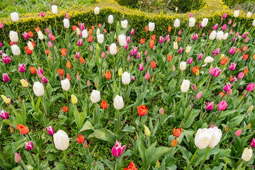 Close up shot of colorful tulip blossom in Hyde Park