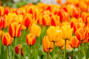 Close up shot of colorful tulip blossom in Hyde Park