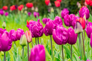 Close up shot of colorful tulip blossom in Hyde Park