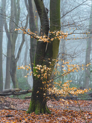 Foggy day in the forest in The Netherlands, Speulderbos Veluwe.