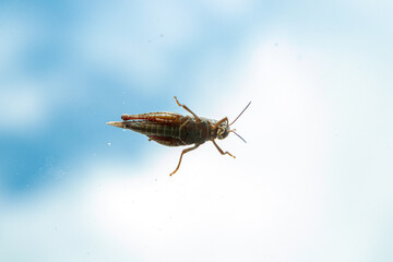 wonderful Grasshopper against a blue sky