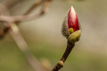 beautiful magnolia flowers with water droplets