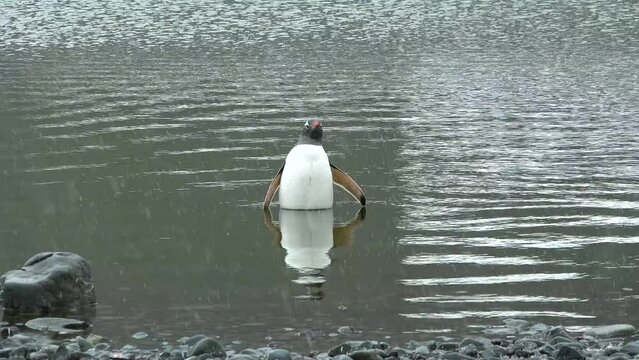 Penguins in Antarctica. Global warming and wildlife. Penguins standing on the rocks in the Antarctic peninsula.