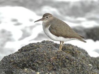 Spotted Sandpiper