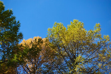 Autumn pine trees against the blue sky. Trees of different colors. Beautiful natural background