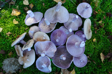 A pile of cut edible mushrooms, Blewits, or Lepista nuda, showing underside with purple gills